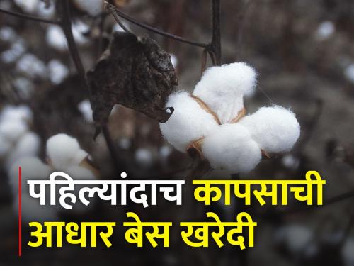 Selling cotton to the government? Register online first | कापूस शासनाला विकताय? आधी ऑनलाइन नोंदणी करा