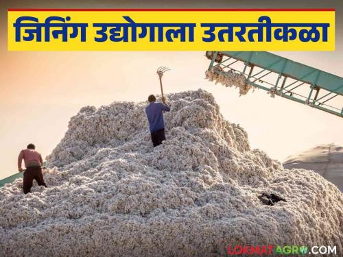 Ginning Industry : Why is the unit grunting at 60 due to stoppage of cotton inflow, read in detail | Ginning Industry : कापसाची आवक थांबल्याने ६० वर युनिटला घरघर काय आहे कारण वाचा सविस्तर