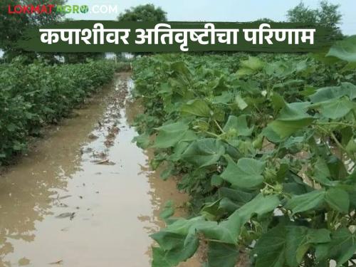 Cotton Crop: Will the cotton crop fail due to heavy rains; How to do this question read in detail  | Cotton Crop : अतिवृष्टीमुळे कपाशी पीक हातून जाणार का; कसे करावे हाच प्रश्न  वाचा सविस्तर 