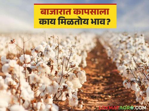 Cotton Market : Cotton got highest price in Daryapur market, read details | Cotton Market : दर्यापुर बाजारात कापासाला मिळाला उच्चांकी भाव वाचा सविस्तर