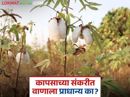Latest News Pink bollworm is more harmful than 'virus said Minister shivrajsingh chauhan | ‘व्हायरस’ऐवजी गुलाबी बाेंडअळी अधिक नुकसानकारक, काय म्हणाले केंद्रीय कृषी मंत्री?
