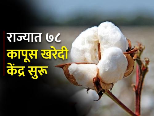 78 centers of CCI in the state for cotton procurement | कापूस खरेदीसाठी राज्यात सीसीआयची ७८ केंद्रे