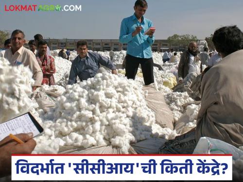 latest news Kapus Kharedi: Centres for cotton procurement through 'CCI' in Vidarbha have been decided; Know the detailed information | Kapus Kharedi : विदर्भात 'सीसीआय' मार्फत कापूस खरेदीसाठी केंद्रे निश्चित; जाणून घ्या सविस्तर माहिती