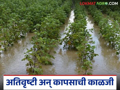 Continuous rains can cause these diseases in cotton crops; How to manage them? | सततच्या पावसामुळे कापूस पिकात येऊ शकतात 'हे' रोग; कसे कराल व्यवस्थापन?