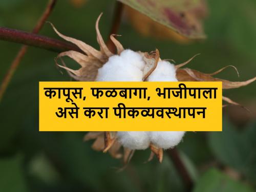 crop management advisory for cotton crop, orchard and vegetable management | कापूस पिकासह, फळबाग व भाजीपाला व्यवस्थापन असे करा