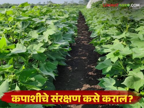 latest news Cotton Crop Management: Rain hits cotton; Take urgent measures against pests and diseases | Cotton Crop Management : कपाशीला पावसाचा फटका; कीड व रोगांवर तातडीचे उपाय करा