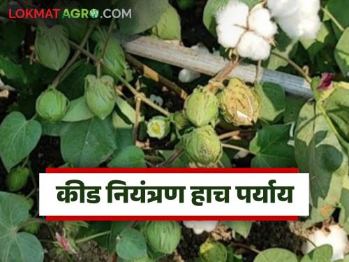 latest news Cotton Crop Protection: Cotton bolls are drying up; Pest control is the only option Read in detail | Cotton Crop Protection : कापसाचे बोंड वाळतायत; कीड नियंत्रण हाच पर्याय वाचा सविस्तर 