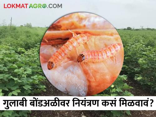 How to get control of pink bollworm? Advice to the Department of Agriculture | गुलाबी बोंडअळीवर नियंत्रण कसं मिळवावं? कृषी विभागाचा सल्ला