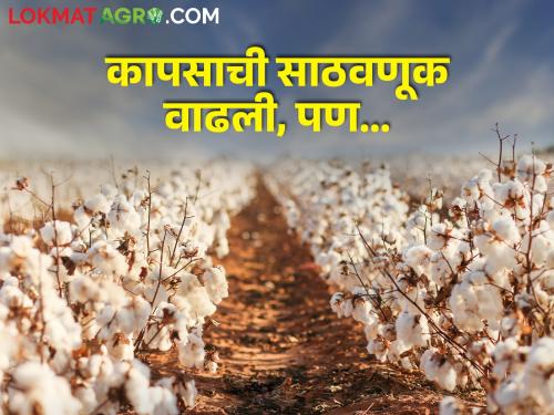 Latest news Insect problems due to stored cotton in Maharashtra cotton farmers | भाव नाही, कापसाची साठवणूक वाढली, पण आता कापूस उत्पादकांसमोर नवं संकट 