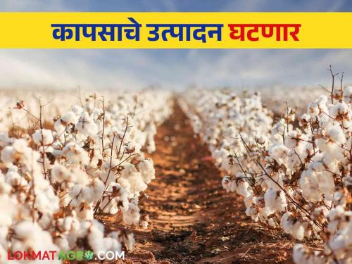 Latest News Cotton Cultivation 16.363 lakh hectare decrease in cotton cultivation across the country | Cotton Cultivation : देशभरात कापसाच्या पेरणी क्षेत्रात १६.३६३ लाख हेक्टरची घट, नेमकं कारण काय? 