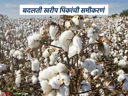 latest news Cotton Cultivation: 'Break' in cotton cultivation in the cotton belt; What is the reason? Read in detail | Cotton Cultivation : कापसाच्या पट्ट्यात लागवडीलाच 'ब्रेक'; काय आहे कारण वाचा सविस्तर