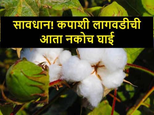 Plant cotton only after June 1 | Cotton Cultivation Tips: कपाशी लागवड करताय? थोडं थांबा, कृषी तज्ज्ञांनी असा दिला इशारा