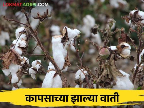 Crop Damage by Rain : Damaged cotton maize soybean crop by unseasonal rain Tell me how to do farming? | Crop Damage by Rain : कापसाच्या वाती अन् मका, सोयाबीनची झाली माती सांगा कशी करावी शेती?