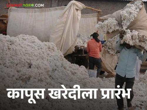 Latest News kapus bajarbhav Dharangaon cotton purchase started check price per quintal | Cotton Market : धरणगावला कापूस खरेदीचा ‘श्री गणेशा’, क्विंटलला काय भाव मिळाला? 