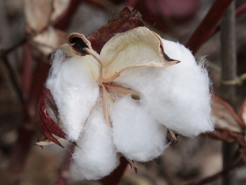 Will start DNA testing project for cotton | कापसासाठी डीएनए चाचणीचा प्रकल्प सुरू करणार