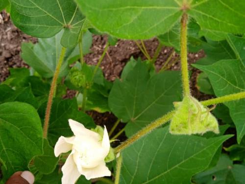 Apply pheromone traps as soon as for control pink bollworm in the cotton | गुलाबी बोंडअळीच्या नियंत्रणासाठी कामगंध सापळे लावा