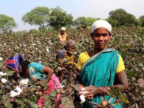 Latest News Cotton farmers are in crisis this year, what is reason? | यंदा कापूस उत्पादक शेतकरी संकटात, नेमकं कारण काय? 