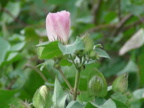 What will be the remedy for cotton leaf and flower drop? | कपाशीतील पाते व फुलगळ काय कराल उपाय?