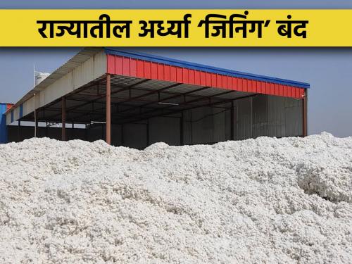 Cotton imports decrease by 50 percent; Half 'ginning' starts at 40 to 60 percent capacity | कापसाची आवक ५० टक्क्यांनी घटली; अर्ध्या ‘जिनिंग’ ४० ते ६० टक्के क्षमतेने सुरू