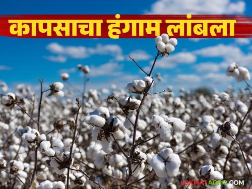 latest news Cotton Procurement Extension: Cotton season extended; Registration extended by a month Read in detail | Cotton Procurement Extension : कापसाचा हंगाम लांबला; नोंदणीला महिनाभर मुदतवाढ वाचा सविस्तर