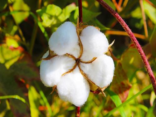 Intensive planting system is a boon for dryland cotton growers | कोरडवाहू कापूस उत्पादकांसाठी सघन लागवड प्रणाली ठरतेय वरदान