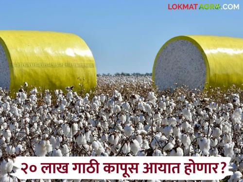 latest news Cotton Import Duty: Duty-free cotton import: Pressure on domestic market; Is the future of producers at risk? Read in detail | Cotton Import Duty : शुल्कमुक्त कापूस आयात: देशांतर्गत बाजारावर दबाव; उत्पादकांचे भवितव्य धोक्यात? वाचा सविस्तर