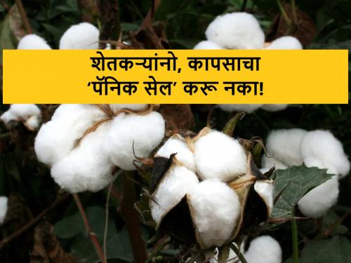 government exempt import duties on extra long yarn cotton, will affect cotton market rates | अतिरिक्त लांब धाग्याच्या कापसावरील आयात शुल्क रद्द : कापसाचे भाव दबावात