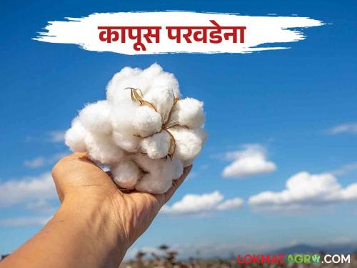 Kapus Bajar Bhav : This year, cotton farmers are in trouble.. Production and prices have decreased | Kapus Bajar Bhav : यंदा कापूस उत्पादक शेतकरी अडचणीत.. उत्पादन अन् भावही घटले