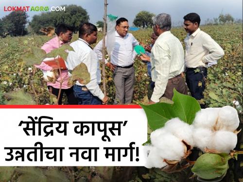 Latest News Call for use of organic cotton cultivation technology by agriculture department | Cotton Crop : कापूस उत्पादक शेतकऱ्यांनी 'हे' लागवड तंत्रज्ञान वापरून पहाचं, जाणून घ्या सविस्तर 