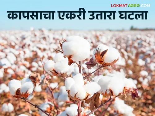 Latest News Cotton production is decrease by 30 to 35 percent 2024 year In jalgaon, read in detail  | Cotton Production : यंदा कापसाचे उत्पादन 30 ते 35 टक्क्यांनी घटण्याची शक्यता, वाचा सविस्तर 