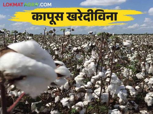 Cotton Market : CCI was not purchasing cotton | Cotton Market : खरेदी केंद्र सुरू केले नसल्याने भाव पडण्याची शेतऱ्यांना भीती