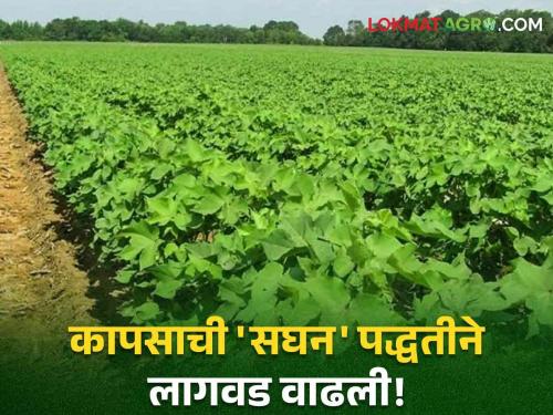 Latest News Agriculture News Intensive cultivation of cotton increases yield by 30 percent | Cotton Cultivation : कापसाचे 30 टक्के उत्पादन वाढविणारी सघन पद्धत आहे तरी काय? वाचा सविस्तर 