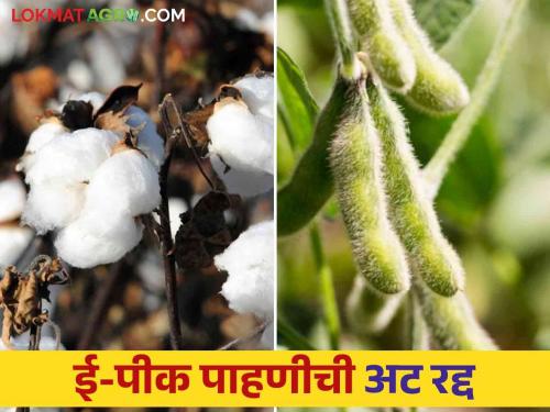 E pik pahani condition cleared for soybean, cotton farmers to get money | सोयाबीन, कापूस उत्पादक शेतकऱ्यांना पैसे मिळण्याचा मार्ग मोकळा ई-पीक पाहणीची अट रद्द