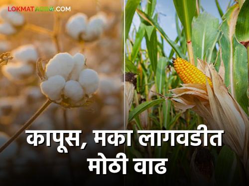 Kharif Cultivation Big increase in cotton, maize cultivation this year; Ignoring soybeans due to lack of price | Kharif Cultivation यंदा कापूस, मका लागवडीत मोठी वाढ; भाव नसल्याने सोयाबीनकडे दुर्लक्ष