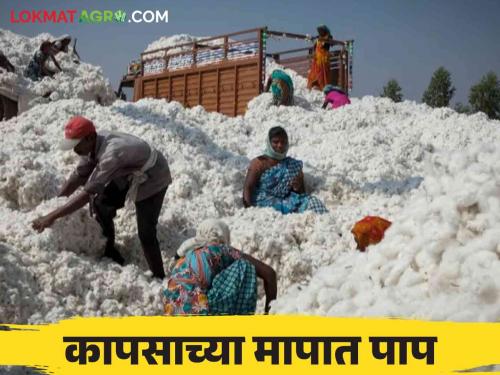 Cotton Market : What are you saying ! Farmers lose one and a half to two thousand rupees per quintal in selling cotton | Cotton Market : काय सांगताय ! कापूस विक्रीत क्विंटलमागे शेतकऱ्यांना दीड ते दोन हजारांचा तोटा