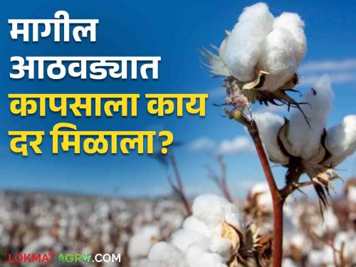 Latest News Cotton Market price in last week Know in detail  | Cotton Market : मागील आठवड्यात कापसाला काय दर मिळाला? जाणून घ्या सविस्तर 