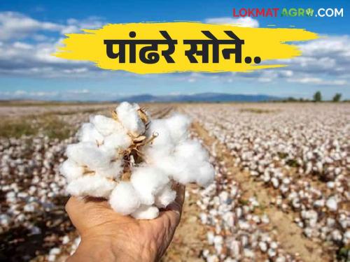 Cotton Market : Farmers waiting for government purchase; Will white gold get a good price this year? Read in detail | Cotton Market : शेतकऱ्यांना शासकीय खरेदीची प्रतीक्षा ; यंदा तरी पांढऱ्या सोन्याला चांगला मिळणार का भाव? वाचा सविस्तर