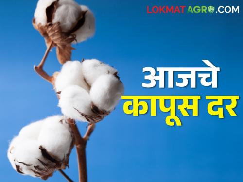 Latest news Cotton Market Commencement of cotton purchase, per quintal price of cotton at Rs 7,161 in Talegaon | Cotton Market : वर्ध्यात कापूस खरेदीचा शुभारंभ, तळेगाव येथे कापसाला 'इतके' रुपये भाव, वाचा सविस्तर