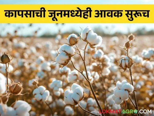 Incoming also in June; Purchase of five lakh quintals of cotton in Salu! | जूनमध्येही आवक; सेलूत पाच लाख क्विंटल कापसाची खरेदी!