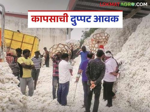 latest news Cotton Market: White gold arrivals in 'this' market have doubled Read in detail | Cotton Market : 'या' बाजारात दुपटीने वाढली पांढऱ्या सोन्याची आवक वाचा सविस्तर