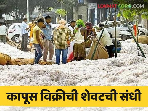 latest news Cotton Market: Cotton purchase is stopping in 'this' district; Have you sold your cotton? | Cotton Market: 'या' जिल्ह्यात थांबतेय कापूस खरेदी; तुमचा कापूस विकलात का? वाचा सविस्तर
