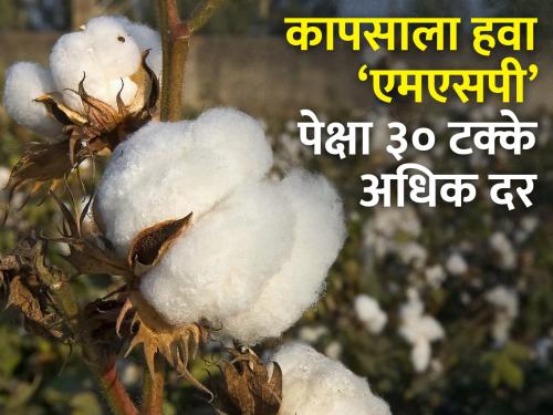 'CCI' should buy cotton; more cost of production, less production and also less market price | ‘सीसीआय’ने करावी कापूस खरेदी; खर्च अधिक, उत्पादन कमी अन् दरही कमीच