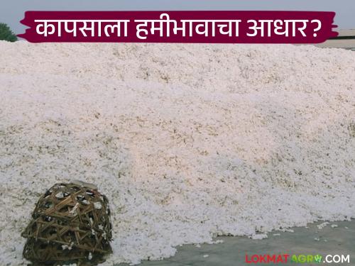 latest news Cotton Market: Will cotton prices make farmers cry; Results before the season starts? Read in detail | Cotton Market : कापसाचे दर शेतकऱ्यांना रडवणार; सीझन सुरू होण्याआधीच निकाल? वाचा सविस्तर