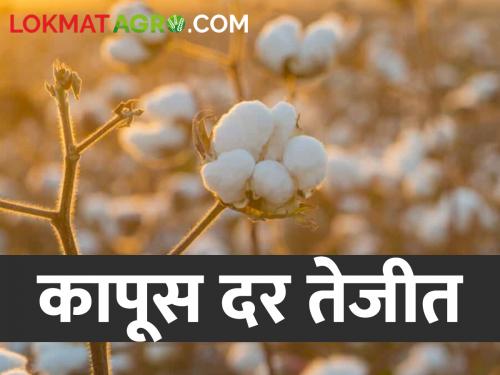 Cotton Market Rate Increase in market price when farmers run out of cotton; Read what rates are available | Cotton Market Rate शेतकऱ्यांजवळील कापूस संपल्यावर वाढला बाजार भाव; वाचा काय मिळतोय दर