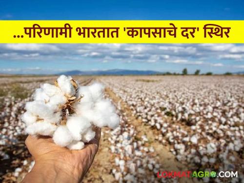 Cotton Market: This year, 22 lakh bales of cotton are being imported into India from abroad | Cotton Market : यंदा २२ लाख कापसाच्या गाठींची विदेशातून भारतात होतोय आयात