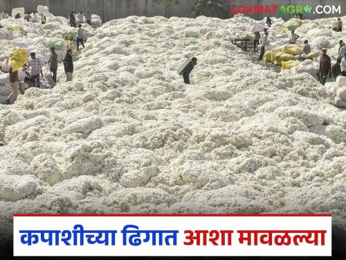Cotton Market: latest news Hopes in the cotton pile have faded; Cotton stored at home is becoming a headache Read in detail | Cotton Market: कपाशीच्या ढिगात आशा मावळल्या; घरात साठवलेला कापूस ठरतोय डोकेदुखी वाचा सविस्तर