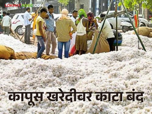 Cotton Market: When to buy three lakh quintals of cotton? | Cotton Market : तीन लाख क्विंटल कापूसाची खरेदी कधी?