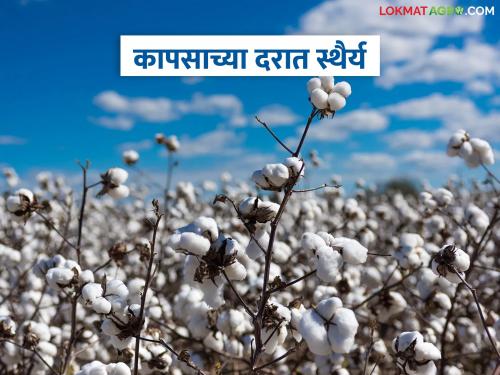 latest news Cotton Market: in the Market cotton prices stable; Read the reason in detail | Cotton Market : सप्टेंबर २०२५ पर्यंत कापसाला प्रति क्विंटल काय भाव मिळतील, वाचा सविस्तर
