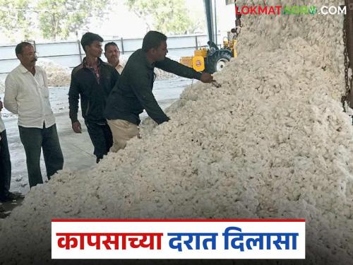 latest news Cotton Market: Improvement in cotton prices; Know how the price is being obtained | Cotton Market: कापसाच्या दरात सुधारणा; जाणून घ्या कसा मिळतोय दर