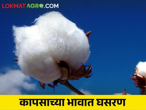 The price of cotton is Rs 400 below the MSP price | कापसाचे दर हमी भावापेक्षाही चारशे रुपयांनी खाली